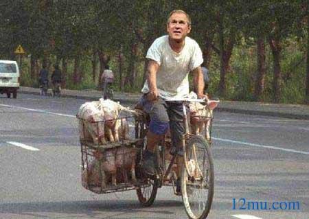 boch wa wlade